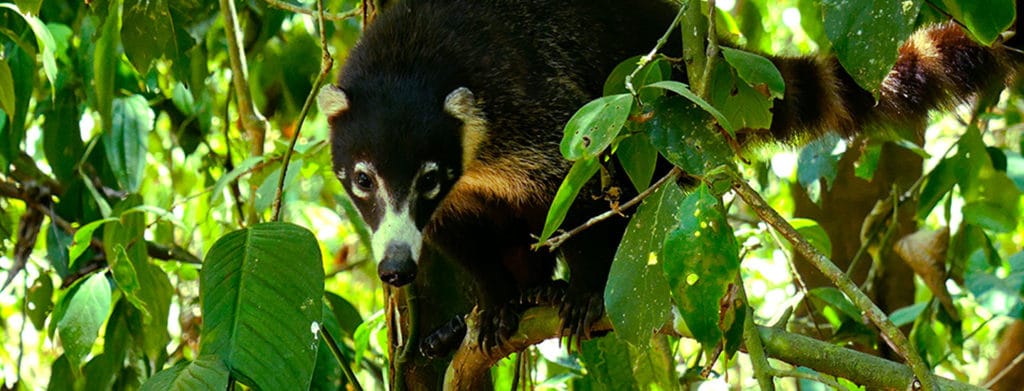 Corcovado-2-nights-tour