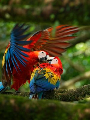 Osa Wildlife Lovers Standard Reservation