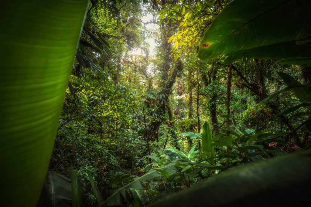 ultimate-guide-to-corcovado-national-park-Costa-Rica