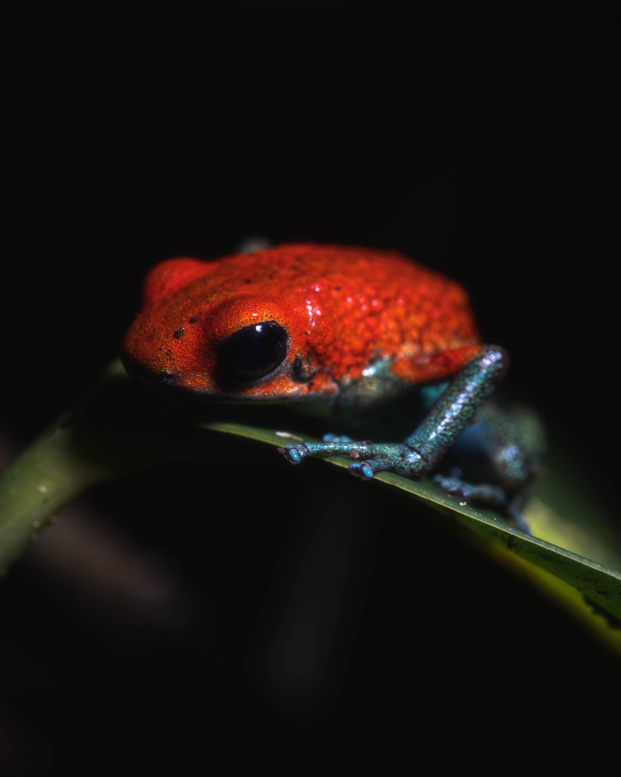 Mangrove and river wildlife habitat