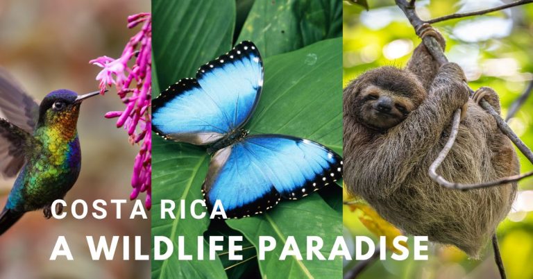 Costa Rica a Wildlife Paradise