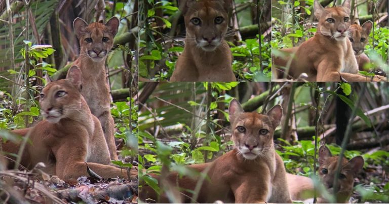 The Majestic Puma of Corcovado National Park: A Testament to Costa Rica's Conservation Efforts