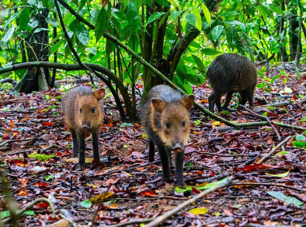 Corcovado National Park Tours