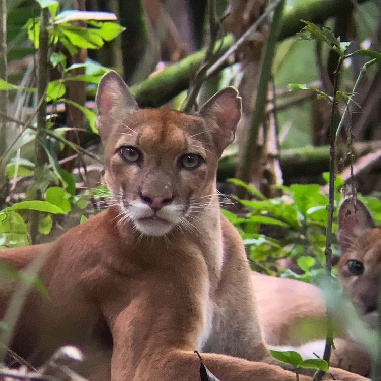 Costa Rica wildlife tours