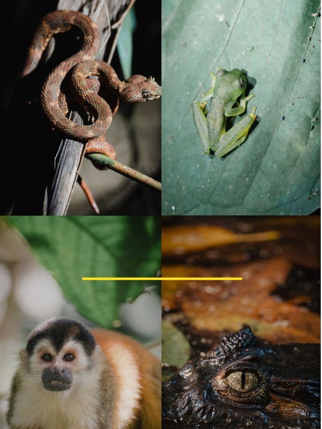 Birdlife of Osa Peninsula