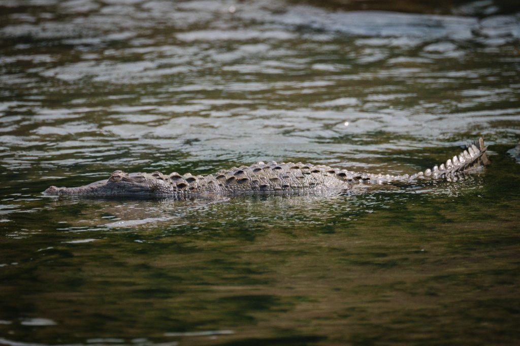 wildlife creatures costa rica