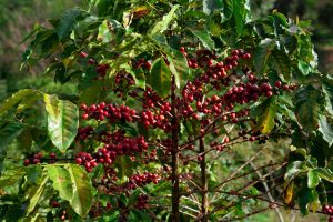 Coffee Plantations at Costa Rica