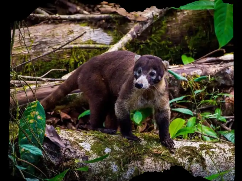 sirena-overnight-tour