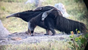 Giant-anteater-pantanal